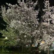 ヒメ日記 2026/04/01 18:24 投稿 こと セレブクエスト-Kawagoe-