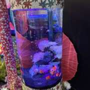 ヒメ日記 2026/06/13 23:45 投稿 こと セレブクエスト-Kawagoe-