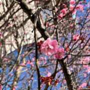 ヒメ日記 2026/03/14 21:10 投稿 (コスパ)田中ちか/地元出身 風俗イキタイいわき店