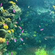 ヒメ日記 2026/04/24 23:50 投稿 あおば いわき小名浜ちゃんこ