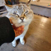 ヒメ日記 2026/04/03 14:26 投稿 れい Happy Gang(ハッピーギャング)