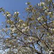 ヒメ日記 2026/04/14 09:57 投稿 ほたる 逢って30秒で即尺