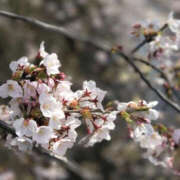 ヒメ日記 2026/04/06 22:09 投稿 ひびき WHITE(ホワイト)