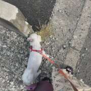 ヒメ日記 2026/04/20 08:18 投稿 ひなた 藤沢人妻城