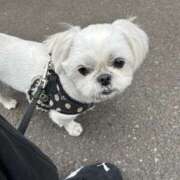 ヒメ日記 2026/04/23 07:45 投稿 ひなた 藤沢人妻城