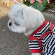 ヒメ日記 2026/04/26 00:39 投稿 ひなた 藤沢人妻城