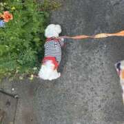 ヒメ日記 2026/04/26 08:18 投稿 ひなた 藤沢人妻城