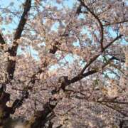 ヒメ日記 2026/04/04 13:33 投稿 かな 恋色 (コイイロ)