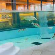 ヒメ日記 2026/07/06 19:27 投稿 つき ごほうびSPA福岡店