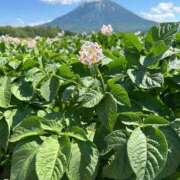 ヒメ日記 2026/07/28 23:01 投稿 つき ごほうびSPA福岡店