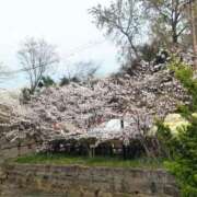 ヒメ日記 2026/03/30 19:29 投稿 すもも 愛姫～ラブひめ～