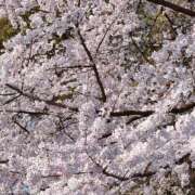 ヒメ日記 2026/04/05 12:52 投稿 あゆみ 東京人妻セレブリティ（ユメオト）