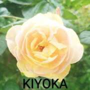 ヒメ日記 2026/03/14 22:47 投稿 きよか 人妻熟女の秘密の関係伊勢崎店