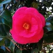 ヒメ日記 2026/03/18 13:37 投稿 きよか 人妻熟女の秘密の関係伊勢崎店