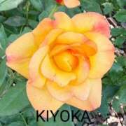 ヒメ日記 2026/03/19 16:23 投稿 きよか 人妻熟女の秘密の関係伊勢崎店