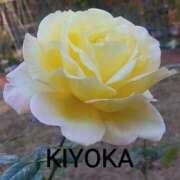 ヒメ日記 2026/03/23 20:37 投稿 きよか 人妻熟女の秘密の関係伊勢崎店