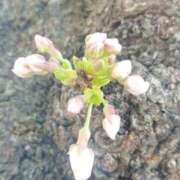 ヒメ日記 2026/03/26 08:17 投稿 きよか 人妻熟女の秘密の関係伊勢崎店