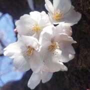 ヒメ日記 2026/03/26 20:37 投稿 きよか 人妻熟女の秘密の関係伊勢崎店