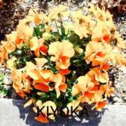 ヒメ日記 2026/04/01 12:57 投稿 きよか 人妻熟女の秘密の関係伊勢崎店