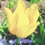 ヒメ日記 2026/04/09 02:47 投稿 きよか 人妻熟女の秘密の関係伊勢崎店