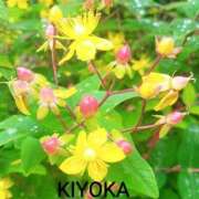 ヒメ日記 2026/04/14 06:47 投稿 きよか 人妻熟女の秘密の関係伊勢崎店