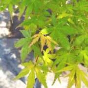 ヒメ日記 2026/04/16 09:57 投稿 きよか 人妻熟女の秘密の関係伊勢崎店