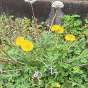 ヒメ日記 2026/04/07 08:52 投稿 めたもん 上野ハンドメイド