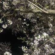 ヒメ日記 2026/04/05 22:30 投稿 さくら モアグループ熊谷人妻花壇