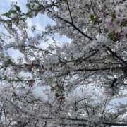 ヒメ日記 2026/04/06 23:07 投稿 さくら モアグループ熊谷人妻花壇