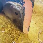 ヒメ日記 2026/04/20 18:01 投稿 さくら モアグループ熊谷人妻花壇