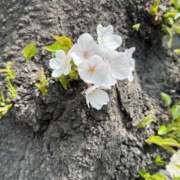 ヒメ日記 2026/03/29 09:32 投稿 めぐみ 熟女ばかり