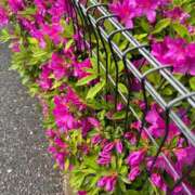 ヒメ日記 2026/04/19 20:04 投稿 西川あいな おいしい人妻熟女