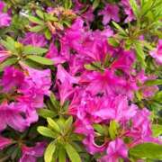 ヒメ日記 2026/04/24 15:42 投稿 西川あいな おいしい人妻熟女