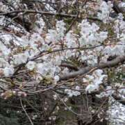 ヒメ日記 2026/03/26 10:00 投稿 ひとみ 小岩人妻花壇