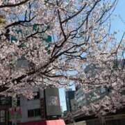 ヒメ日記 2026/04/14 09:02 投稿 ひとみ 小岩人妻花壇