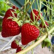 ヒメ日記 2026/04/19 10:54 投稿 ひとみ 小岩人妻花壇