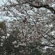 ヒメ日記 2026/03/29 11:36 投稿 西川あいな おいしい奥様