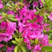 ヒメ日記 2026/04/24 16:16 投稿 西川あいな おいしい奥様