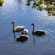 ヒメ日記 2026/04/19 22:05 投稿 しゅんか【業界未経験】 茨城水戸ちゃんこ