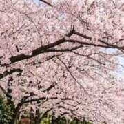 真由/まゆ 4月18日のお礼🌻 五反田アネージュ（ユメオト）