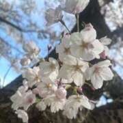 ヒメ日記 2026/04/16 14:46 投稿 夢乃 漓恩 VECTRUS（ベクトラス）