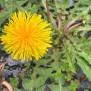 ヒメ日記 2026/04/21 16:03 投稿 夢乃 漓恩 VECTRUS（ベクトラス）