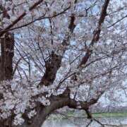 ヒメ日記 2026/03/31 17:02 投稿 Manon THE PREMIUM （プレミアム）