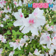 ヒメ日記 2026/04/15 08:27 投稿 ななお Happy Gang(ハッピーギャング)