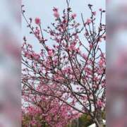 ヒメ日記 2026/04/09 13:30 投稿 まゆ CLASSY（クラッシー）.神戸