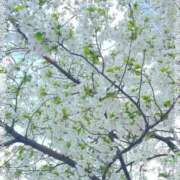 ヒメ日記 2026/04/01 18:08 投稿 宮舘里帆(みやだてりほ) 五十路マダムエクスプレス厚木店(カサブランカグループ)