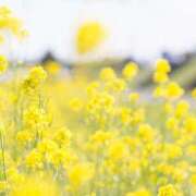 ヒメ日記 2026/04/08 10:22 投稿 野中あゆか 人妻ファンタジー