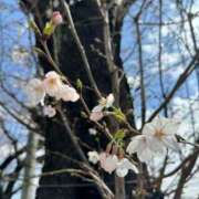 ヒメ日記 2026/04/02 16:39 投稿 エマ ぐっすり山田　上野店
