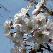 ヒメ日記 2026/03/29 18:42 投稿 あかね 宮崎ちゃんこ都城店