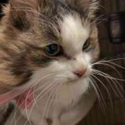 ヒメ日記 2026/04/19 07:31 投稿 テンカ エピソード(品川)